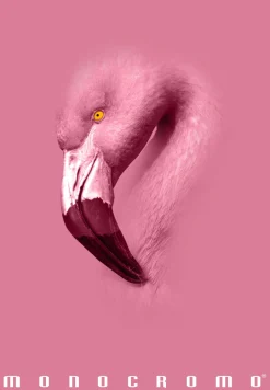 PIGNA - QUADERNO MAXI MONOCROMO PINK 38 FOGLI A4 QUADRETTI 1a 2a 3a elem. ASS.: vendita online PIGNA - QUADERNO MAXI MONOCROMO PINK 38 FOGLI A4 QUADRETTI 1a 2a 3a elem. ASS. in offerta