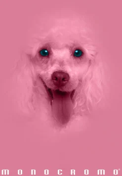 PIGNA - QUADERNO MAXI MONOCROMO PINK 38 FOGLI A4 QUADRETTI 1a 2a 3a elem. ASS.: vendita online PIGNA - QUADERNO MAXI MONOCROMO PINK 38 FOGLI A4 QUADRETTI 1a 2a 3a elem. ASS. in offerta