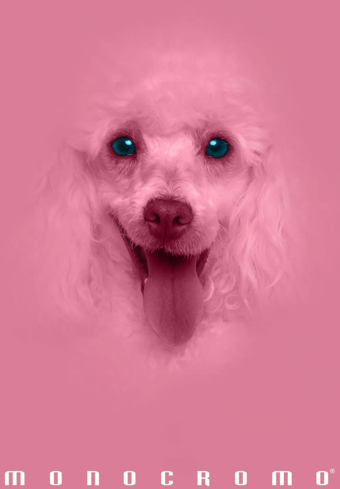 PIGNA - QUADERNO MAXI MONOCROMO PINK 38 FOGLI A4 QUADRETTI 1a 2a 3a elem. ASS.: vendita online PIGNA - QUADERNO MAXI MONOCROMO PINK 38 FOGLI A4 QUADRETTI 1a 2a 3a elem. ASS. in offerta