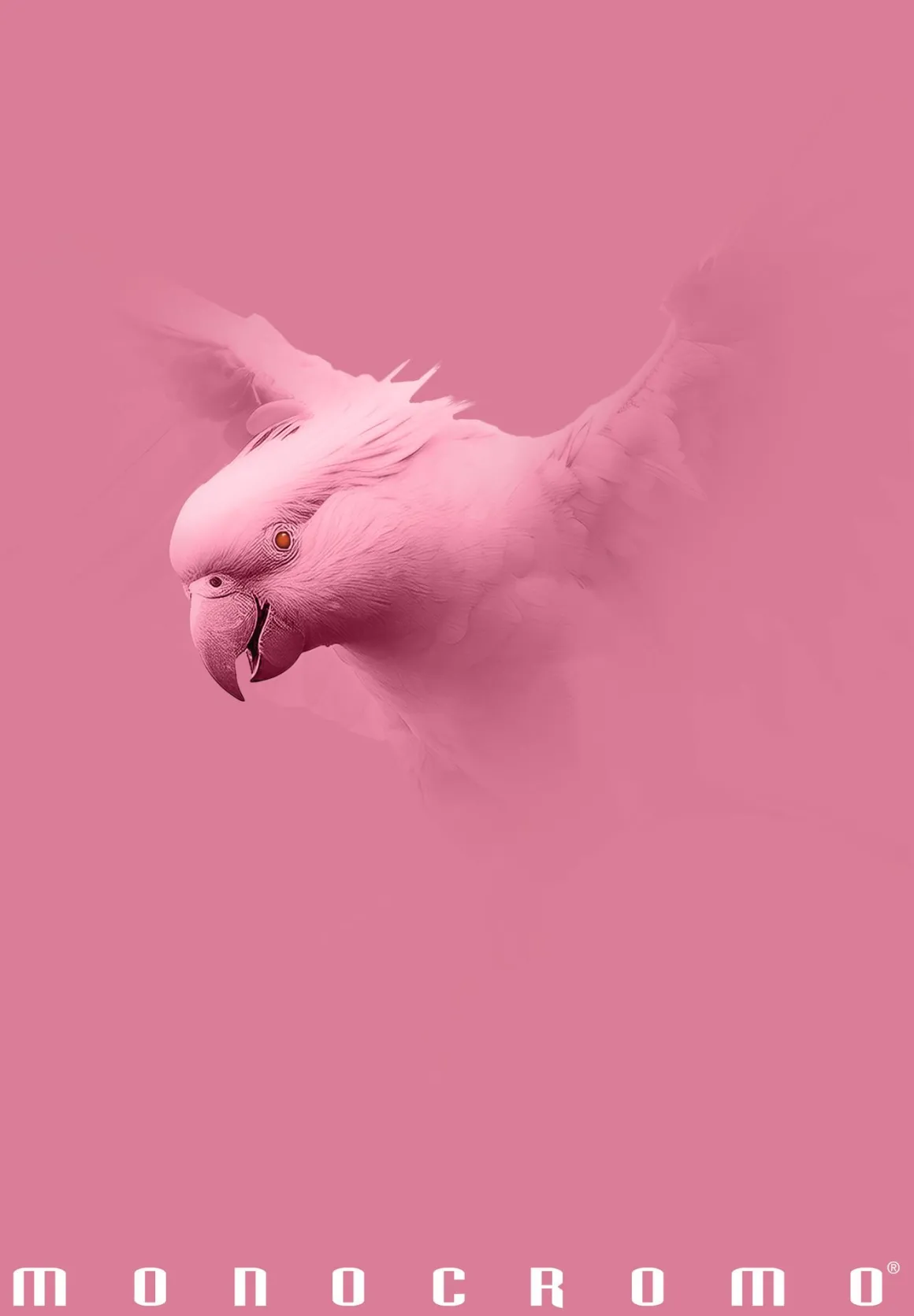 PIGNA - QUADERNO MAXI MONOCROMO PINK 38 FOGLI A4 QUADRETTI 1a 2a 3a elem. ASS.: vendita online PIGNA - QUADERNO MAXI MONOCROMO PINK 38 FOGLI A4 QUADRETTI 1a 2a 3a elem. ASS. in offerta