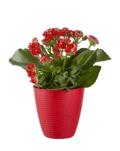 Vendita online di PORTAVASO PAGLIA DIAM. 19 ROSSO CORALLO